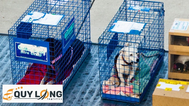 van chuyen thu cung tu ha noi vao sai gon